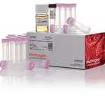 Thermo Fisher Scientific One Shot OmniMAX 2 T1<sup>R</sup> Chemically Competent E. coli