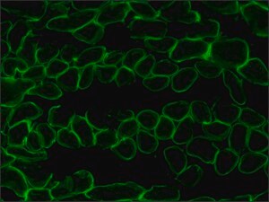 Merck ANTI-LAMININ-2 (ALPHA-2 CHAIN) ANTIBODY