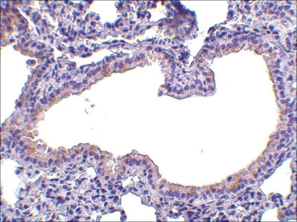 Merck Anti-SLPI (ab2) antibody produced in rabbit