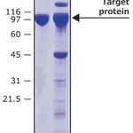 Merck HRV-3C PROTEASE BIOTIN TAGGED RECOMBINAN