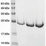 Merck CATHEPSIN K,ACTIVE,HUMAN