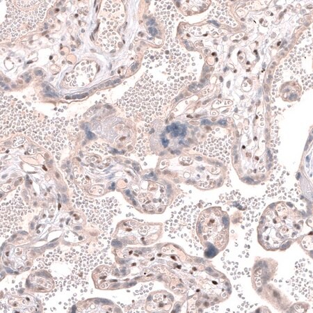 Merck Anti-TET3 antibody produced in rabbit