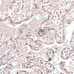 Merck Anti-TET3 antibody produced in rabbit