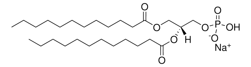 Merck 12:0 PA