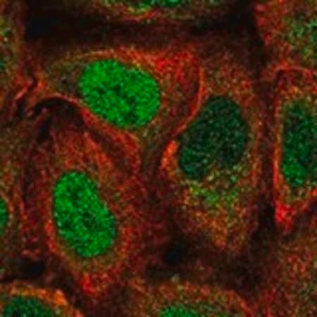 Merck Anti-PER2 antibody produced in rabbit