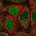 Merck Anti-PER2 antibody produced in rabbit