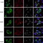 Thermo Fisher Scientific Goat anti-Mouse IgG (H+L) Highly Cross-Adsorbed Secondary Antibody, Alexa Fluor 633