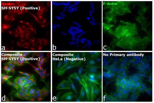 Thermo Fisher Scientific F(ab`)2-Goat anti-Mouse IgG (H+L) Cross-Adsorbed Secondary Antibody, Alexa Fluor Plus 594