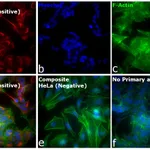 Thermo Fisher Scientific F(ab`)2-Goat anti-Mouse IgG (H+L) Cross-Adsorbed Secondary Antibody, Alexa Fluor Plus 594