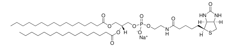 Merck 16:0 Biotinyl PE