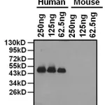 Thermo Fisher Scientific Goat anti-Mouse IgG Fc Cross-Adsorbed Secondary Antibody, HRP