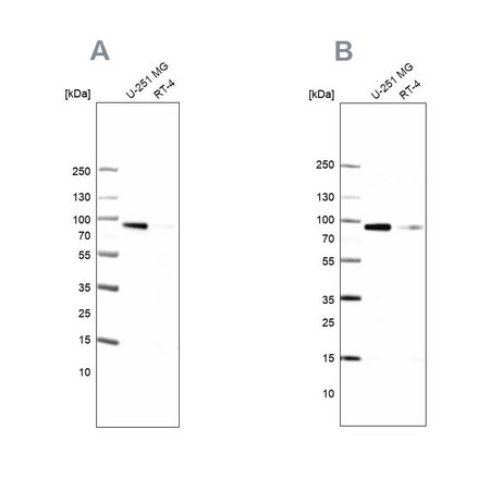 Merck Anti-PLOD1 antibody produced in rabbit