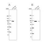 Merck Anti-PLOD1 antibody produced in rabbit