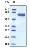 Merck MMP-2,HUMAN