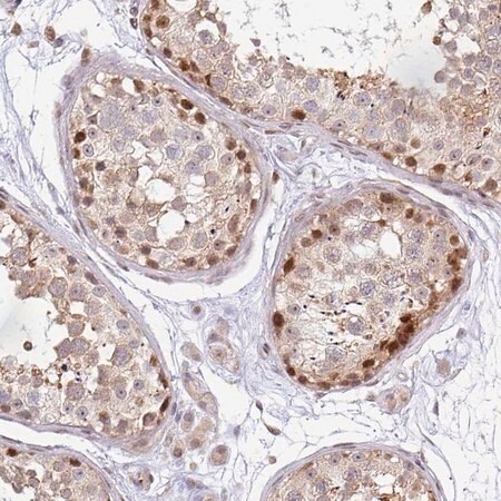 Merck Anti-MAZ antibody produced in rabbit
