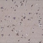 Merck ANTI-LC3B, RABBIT MONOCLONAL