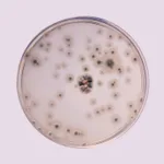 Himedia Potato Dextrose Agar, Granulated
