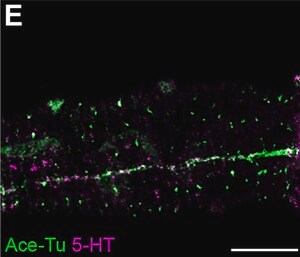 Merck NTI-SEROTONIN DEVELOPED IN RABBIT