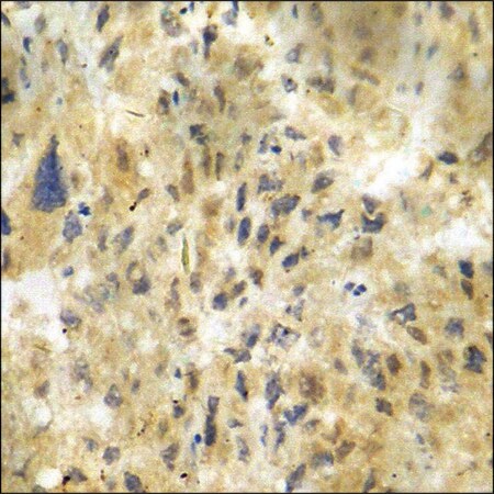 Merck Anti-phospho-CDK5 (pTyr15) antibody produced in rabbit
