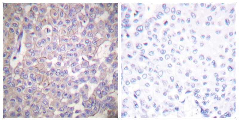 Merck Anti-Claudin 2 antibody produced in rabbit