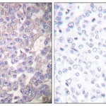 Merck Anti-Claudin 2 antibody produced in rabbit