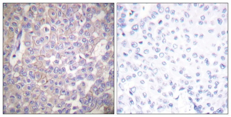 Merck Anti-Claudin 2 antibody produced in rabbit