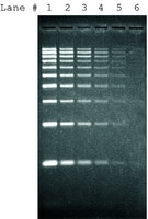 Merck SYBR GREEN I
