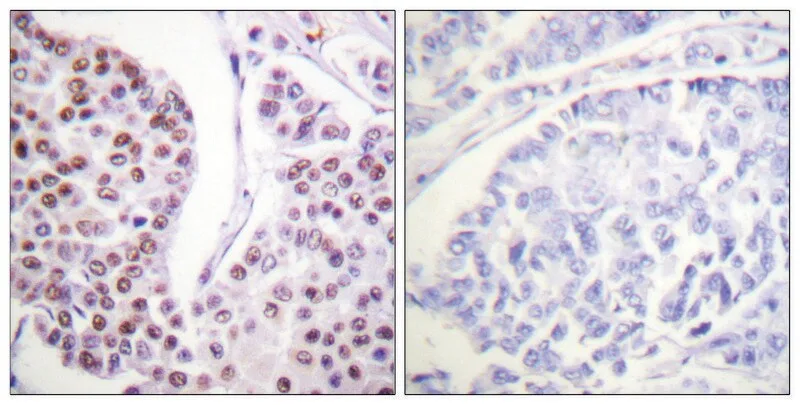 Merck Anti-Histone H4 antibody produced in rabbit