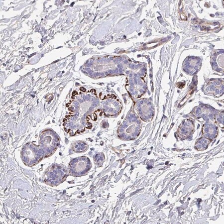 Merck Anti-ATP2C2 antibody produced in rabbit