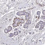 Merck Anti-ATP2C2 antibody produced in rabbit