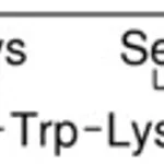Merck CORTISTATIN-14