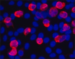 Merck Anti-V5 antibody, Mouse monoclonal