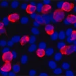 Merck Anti-V5 antibody, Mouse monoclonal