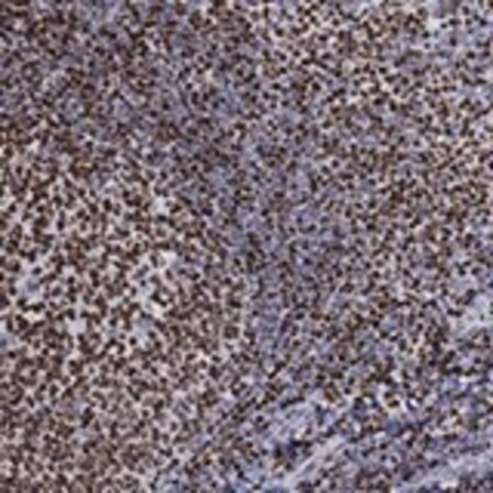 Merck Anti-HIST1H1B antibody produced in rabbit
