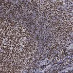 Merck Anti-HIST1H1B antibody produced in rabbit