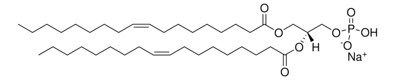 Merck 18:1 PA