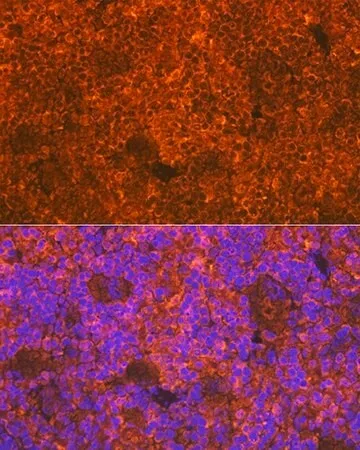 Merck Anti-CD3D antibody produced in rabbit