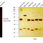 Thermo Fisher Scientific Donkey anti-Goat IgG (H+L) Highly Cross-Adsorbed Secondary Antibody, Alexa Fluor Plus 555