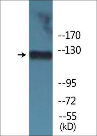 Merck Anti-phospho-JAK3 (pTyr785) antibody produced in rabbit