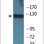 Merck Anti-phospho-JAK3 (pTyr785) antibody produced in rabbit