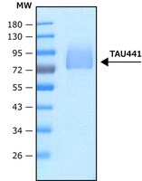 Merck TAU-441 HUMAN RECOMBINANT, EXPRESSED IN