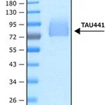 Merck TAU-441 HUMAN RECOMBINANT, EXPRESSED IN