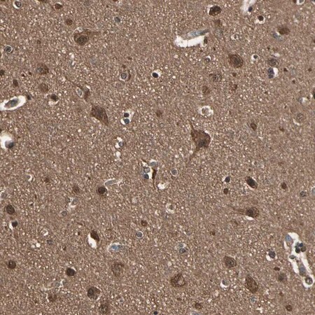 Merck Anti-YWHAE antibody produced in rabbit