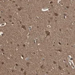 Merck Anti-YWHAE antibody produced in rabbit