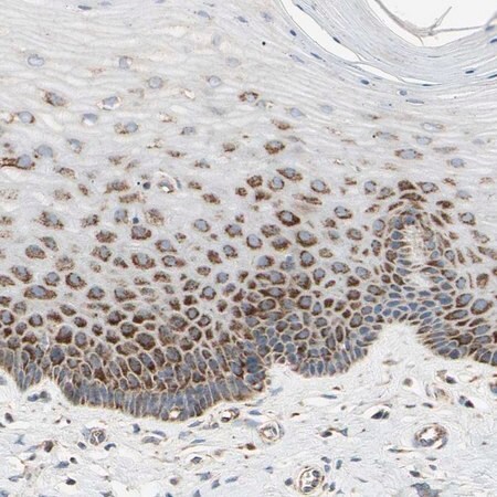 Merck Anti-TBC1D10A antibody produced in rabbit