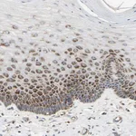 Merck Anti-TBC1D10A antibody produced in rabbit