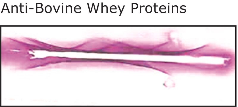Merck Anti- Bovine Whey Proteins, antibody produced in rabbit
