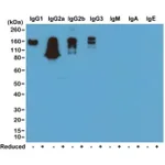 Thermo Fisher Scientific Rabbit anti-Mouse IgG Fc Recombinant Secondary Antibody
