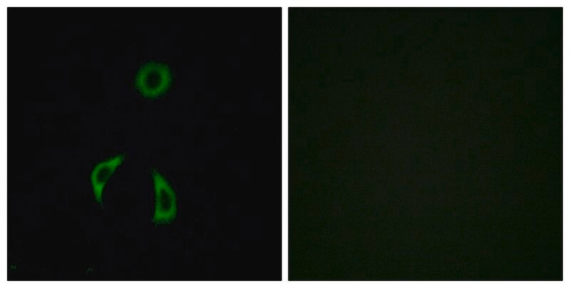 Merck Anti-FZD3 antibody produced in rabbit