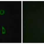 Merck Anti-FZD3 antibody produced in rabbit